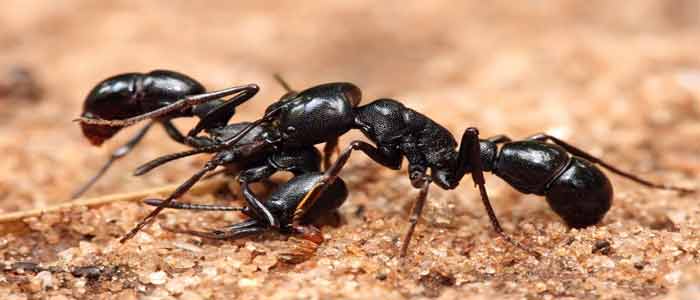 
Ant Control Casey